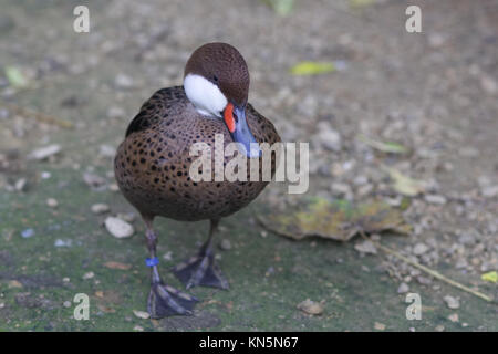 Anas bahamensis galapagensis, bianco cheeked pintail duck Foto Stock