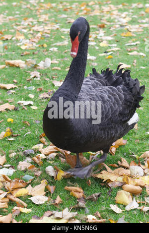 Black Swan camminando in un prato, Cygnus atratus Foto Stock