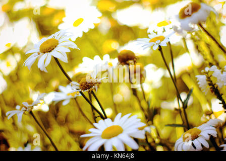 Echinacea fiori bianchi. Molti fiori. Immagine di sole Foto Stock