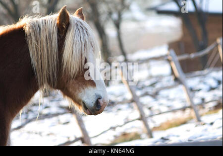 Equus caballus ferus. Ritratto di Cavalli di Razza Haflinger in inverno Foto Stock