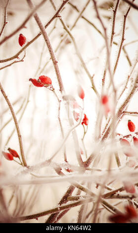 Congelate red rose hips, scena invernale Foto Stock