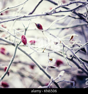 Congelate red rose hips, scena invernale Foto Stock