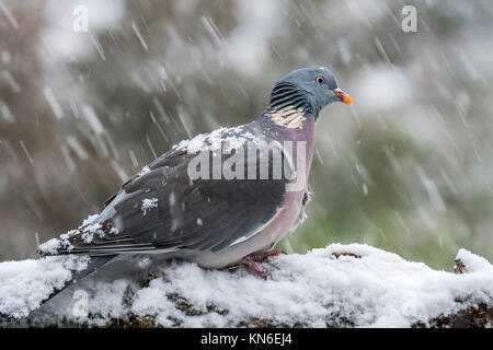 Comune piccione di legno (Columba palumbus) arroccato nella struttura ad albero durante una forte nevicata in inverno Foto Stock