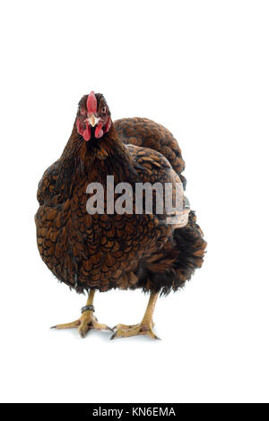 Big Wyandotte pollo golden legare isolati in sfondo bianco vista frontale Foto Stock