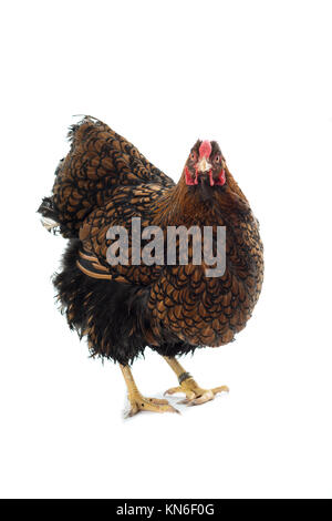 Big Wyandotte pollo golden legare isolati in sfondo bianco vista frontale Foto Stock