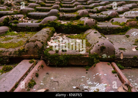 Clay di tegole tedesco europea Moss Dirty old Shed Top Closeup Foto Stock