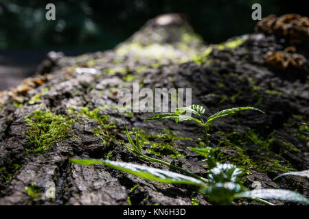 Piccolo germoglio di piante che crescono su caduto albero tronco trama ruvida Foto Stock