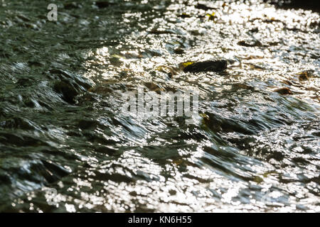 Piccola insenatura nella foresta Closeup Texture fresca estate natura giorno all'aperto Foto Stock