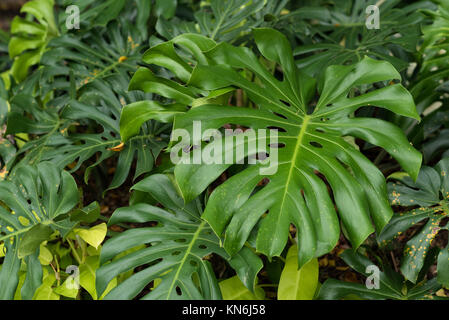 Monstera deliciosa foglie. tropicale, lascia in un parco Foto Stock
