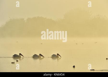 I pelicans nuotano in tutta l'acqua nella nebbia di mattina. Nebbia di mattina prima dell'alba. Foto Stock