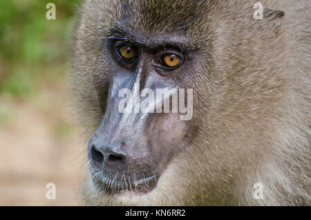 Ritratto di trapanare scimmia nella foresta di pioggia della Nigeria Foto Stock