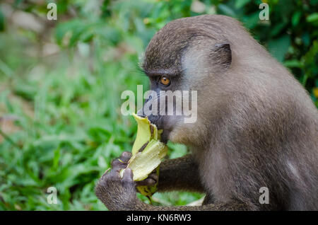 Giovani punte di alimentazione di scimmia sulla banana nella foresta di pioggia della Nigeria Foto Stock