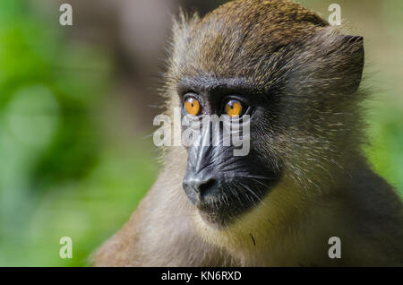 Closeup Ritratto di giovane trapanare scimmia nella foresta di pioggia della Nigeria Foto Stock