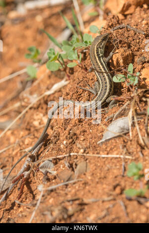 Snake-eyed lizard (Ophisops elegans) in Cipro Foto Stock