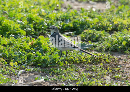 White wagtail (Motacilla alba) in Cipro Foto Stock