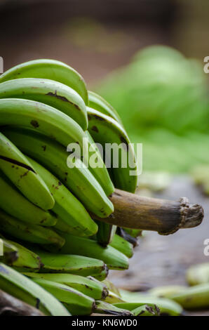 Primo piano della appena raccolto banane verdi in Nigeria, Africa Foto Stock