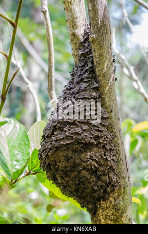 Primo piano della ant nest attaccato ad albero nella foresta pluviale tropicale della Nigeria, Africa Foto Stock