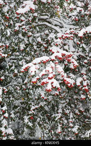 Coperta di neve Cotoneaster bacche. Foto Stock