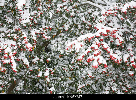 Coperta di neve Cotoneaster bacche. Foto Stock