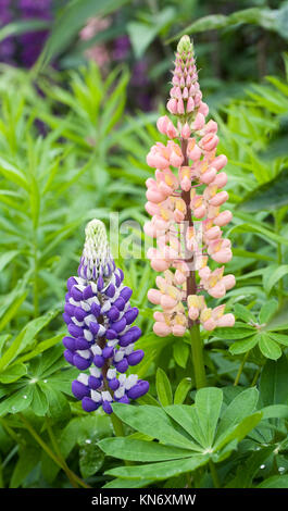 Lupinus. I lupini in giardino. Foto Stock