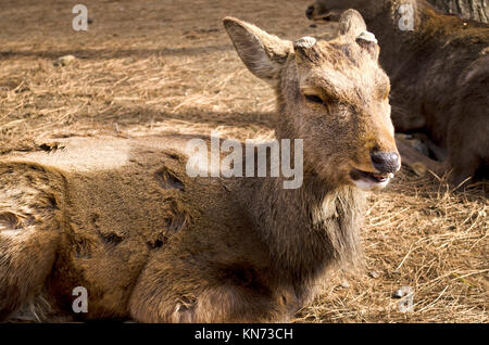 Cervi Sika a Nara, Giappone Foto Stock