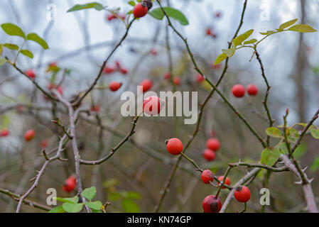 Bacche fianchi sono fotografati in primo piano Foto Stock