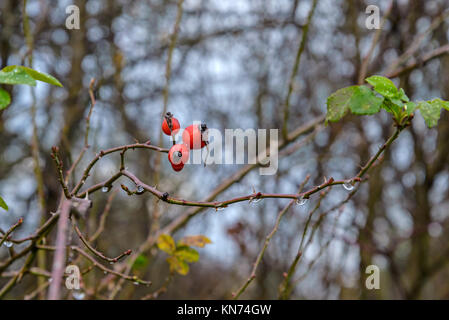 Bacche fianchi sono fotografati in primo piano Foto Stock