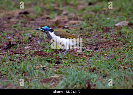 Di fronte blu honeyeater adulto rovistando sul terreno nel Queensland Australia Foto Stock