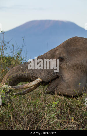 Femmina d'elefante nella boccola, ritratto,vicino a occhio e le ciglia, Monte Kilimanjaro in background, ottobre 2017, Amboseli National Park, Kenya, Africa Foto Stock