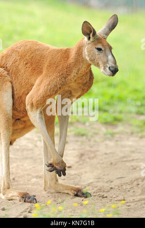 Canguro Foto Stock