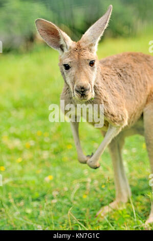 Canguro Foto Stock