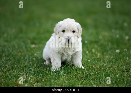 Baby pastore svizzero seduti sul tappeto verde Foto Stock