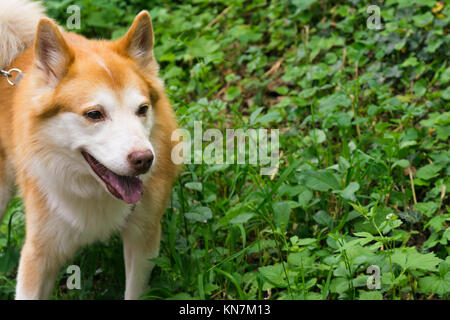 Sheepdog islandese tipico Home Pet camminare intorno alla passeggiata diurna Park felice lingua piuttosto carino animale Foto Stock