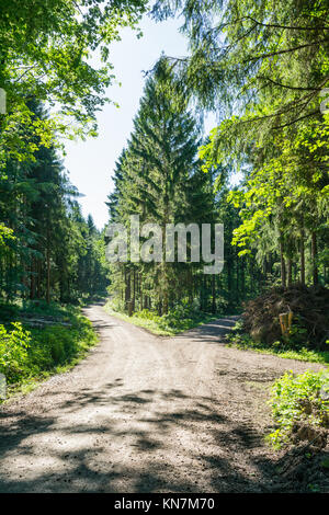 Forcella di percorso diviso in una fitta foresta di alberi fogliame di estate sentiero sterrato Foto Stock