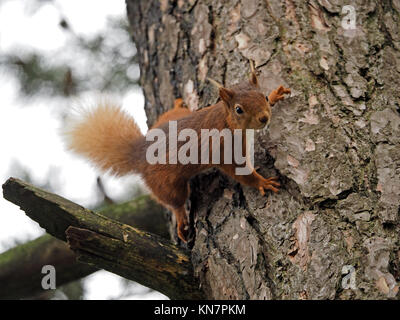 Allarme rosso eurasiatico scoiattolo (Sciurus vulgaris) scrambling con artigli affilati su tronco corteccia di pino silvestre (Pinus sylvestris) in Cumbria, England Regno Unito Foto Stock