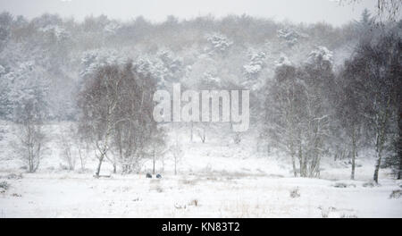 Sutton Coldfield, Regno Unito. 19 Settembre 2017. Vista generale della forte caduta di neve a Sutton Coldfield, West Midlands, Regno Unito. Un avvertimento ambrato di neve pesante, che inizia alle 4 di domenica 10 dicembre 2017, è stato emesso per le West Midlands. Credit: NexusPix/Alamy Live News Foto Stock