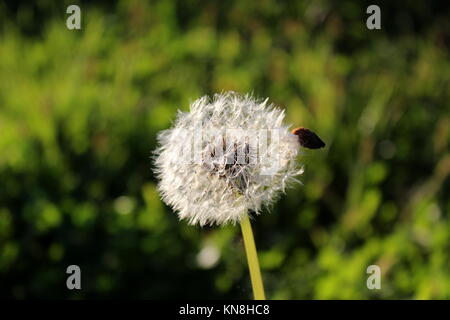Tarassaco capolino composto da numerose piccole rosette con foglie verdi su sfondo un giorno caldo e soleggiato Foto Stock
