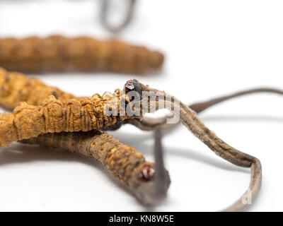 Close up Ophiocordyceps sinensis (CHONG CAO, DONG CHONG XIA CAO) o fungo cordyceps questa è una delle erbe. Proprietà medicinali nel trattamento dell'disea Foto Stock