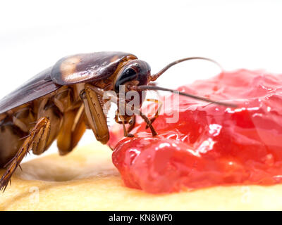 Close up scarafaggio sul pane integrale con la marmellata. Gli scarafaggi sono portatori della malattia. Foto Stock