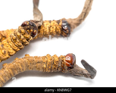 Close up Ophiocordyceps sinensis (CHONG CAO, DONG CHONG XIA CAO) o fungo cordyceps questa è una delle erbe. Proprietà medicinali nel trattamento dell'disea Foto Stock