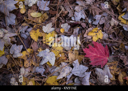 Red maple leaf stabilisce tra caduti giallo, marrone foglie di acero e pino paglia sul terreno in autunno Foto Stock