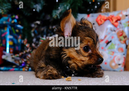 Chaulkie un incrocio tra un Yorkshire terrier e Chihuahua cane giocare sotto un albero di Natale Foto Stock