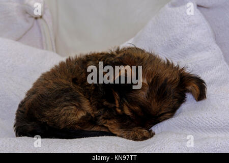 Chaulkie un incrocio tra un Yorkshire terrier e Chihuahua cane giocare sotto un albero di Natale Foto Stock