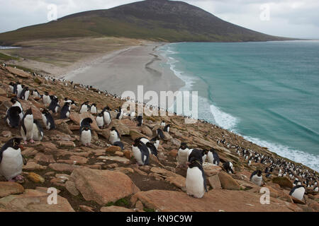 Colonia di pinguini saltaroccia (Eudyptes chrysocome) sulle scogliere al di sopra del collo sul Saunders Island nelle isole Falkland Foto Stock