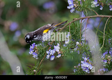 New Holland honeyeater visitando arbusto a fioritura di alimentazione su Nectar e insetti in Victoria Australia Foto Stock