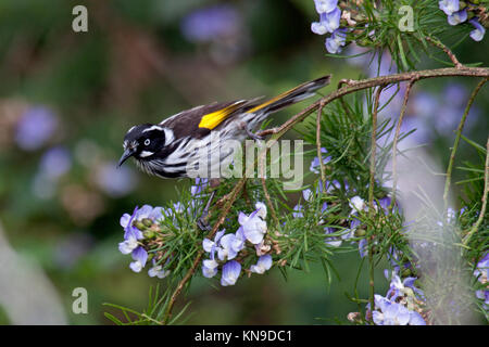 New Holland honeyeater visitando arbusto a fioritura di alimentazione su Nectar e insetti in Victoria Australia Foto Stock