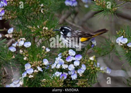 New Holland honeyeater visitando arbusto a fioritura di alimentazione su Nectar e insetti in Victoria Australia Foto Stock