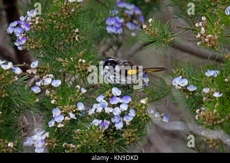 New Holland honeyeater visitando arbusto a fioritura di alimentazione su Nectar e insetti in Victoria Australia Foto Stock