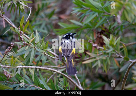 New Holland honeyeater con setole mento extended visitando arbusto a fioritura di alimentazione su Nectar e insetti in Victoria Australia Foto Stock