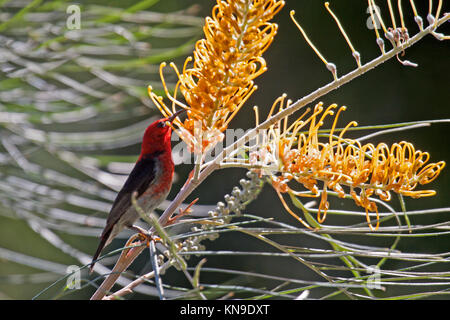 Scarlet honeyeater maschio adulto alimentando ad arbusto a fioritura nel Queensland Australia Foto Stock
